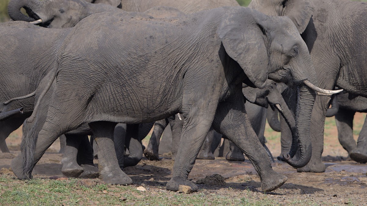 Are Big Five Sightings Guaranteed on a Kenya Safari? - photo 2