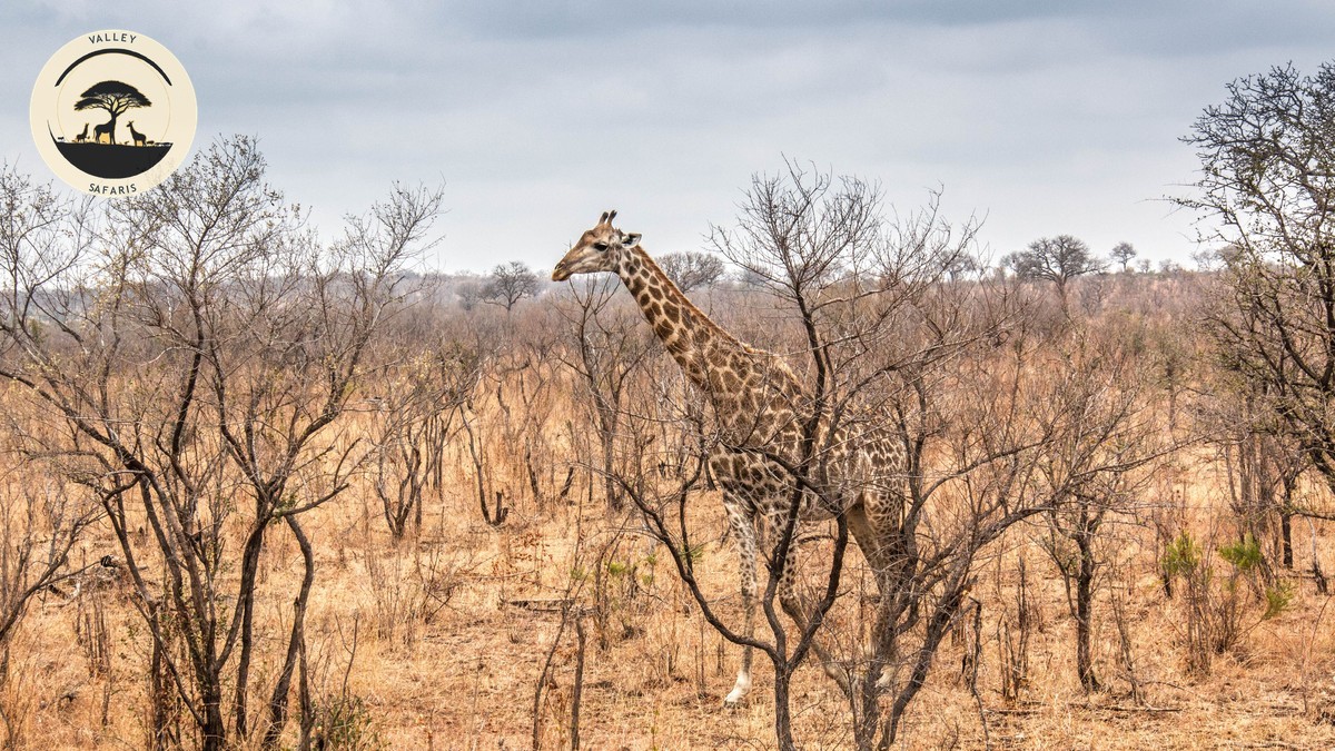 Are Drinks Included in Your Safari Price?