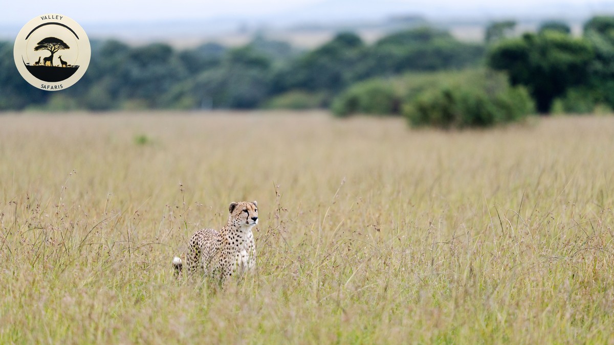 Are Drinks Included in Your Safari Price? - photo 2