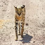 Are Walking Safaris Safe in Kenya? The Honest Answer