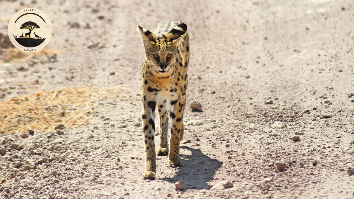 Are Walking Safaris Safe in Kenya? The Honest Answer