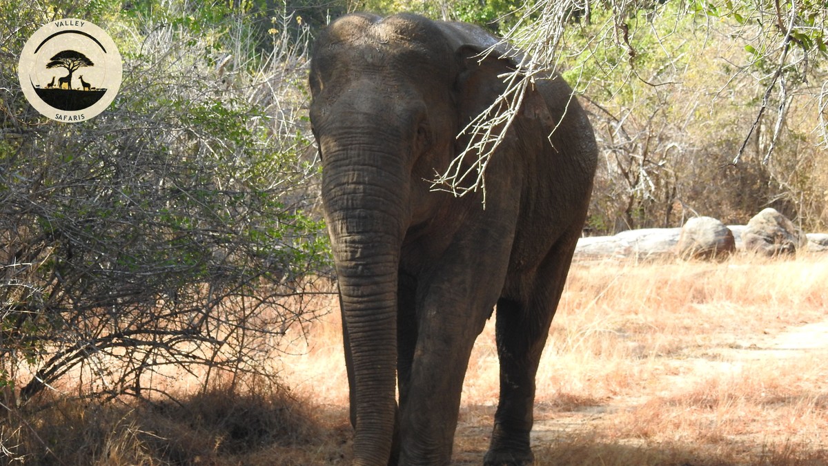 Are Walking Safaris Safe in Kenya? The Honest Answer - photo 1