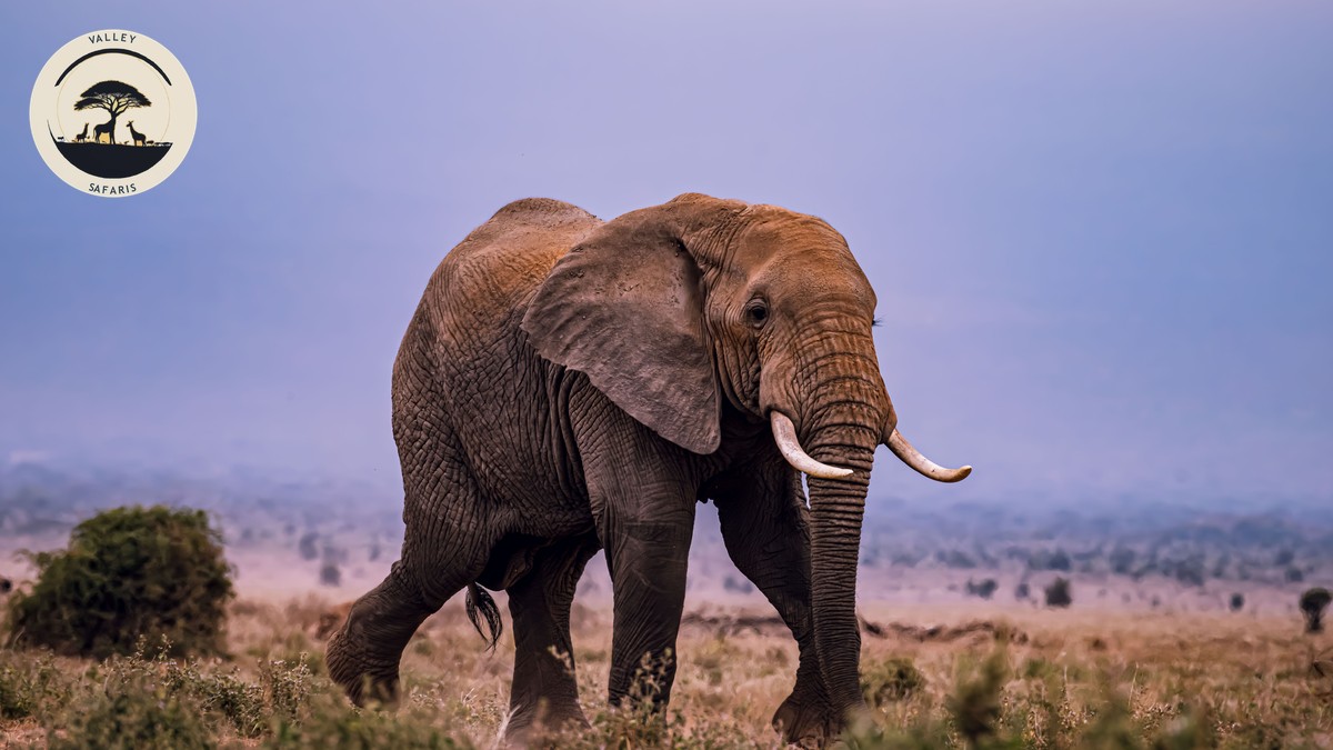 Are Walking Safaris Safe in Kenya? The Honest Answer - photo 2