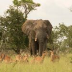 How to Avoid a Fake Safari Operator in Kenya