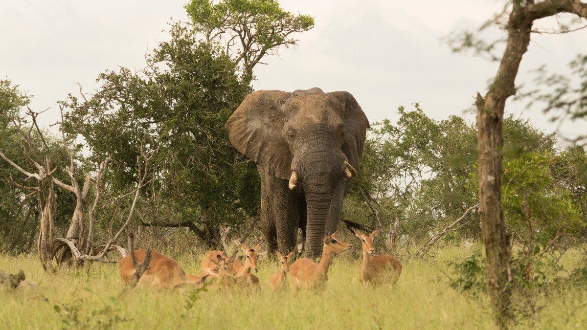 How to Avoid a Fake Safari Operator in Kenya