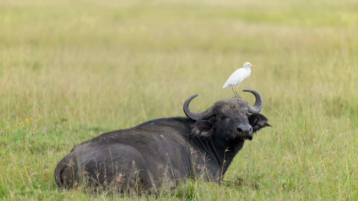 How to Avoid a Fake Safari Operator in Kenya - photo 2