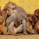 Keep Baboons and Monkeys From Raiding Your Tent
