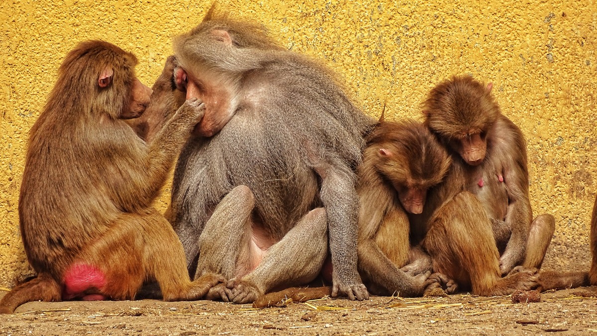Keep Baboons and Monkeys From Raiding Your Tent