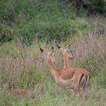 Backpacker Safari Kenya No Operator: Is It Worth It?