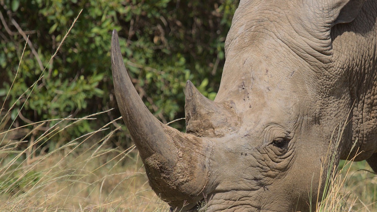 Backpacker Safari Kenya No Operator: Is It Worth It? - photo 2