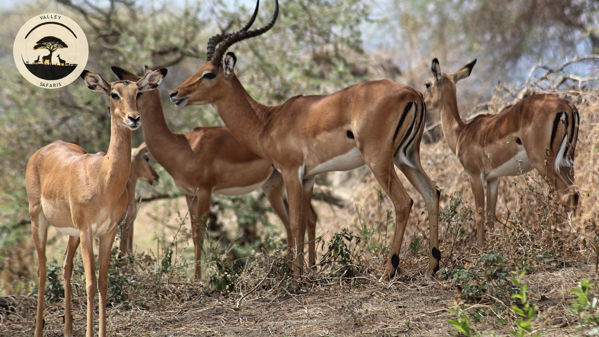 Basic Swahili Phrases Every Safari Traveler Needs - photo 2