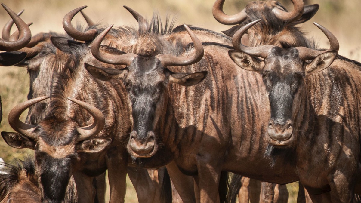 The Best Binoculars for Kenya Safari Trips - photo 2