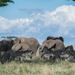 Best Binoculars for Safari: A Buyer's Guide (2026)