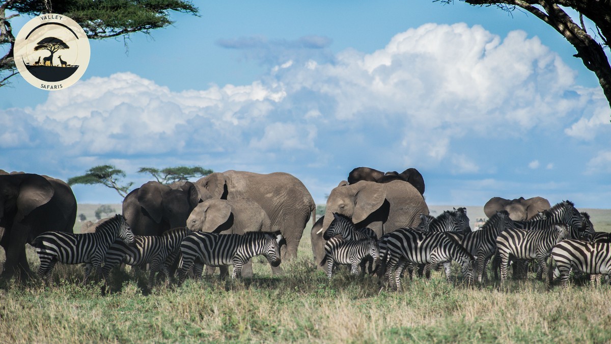 Best Binoculars for Safari: A Buyer's Guide (2026)