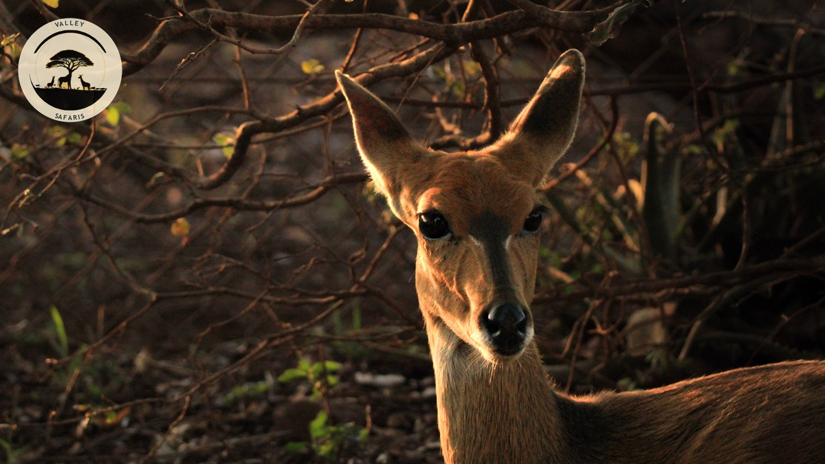 Best Binoculars for Safari: A Buyer's Guide (2026) - photo 1