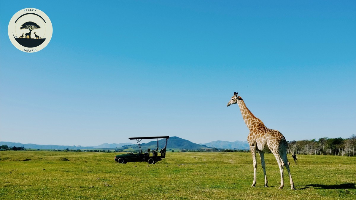 Best Binoculars for Safari: A Buyer's Guide (2026) - photo 2
