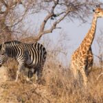 Best Camera Lens for a Kenya Safari: A Packing Guide