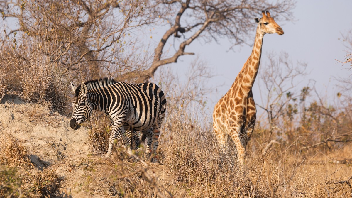 Best Camera Lens for a Kenya Safari: A Packing Guide