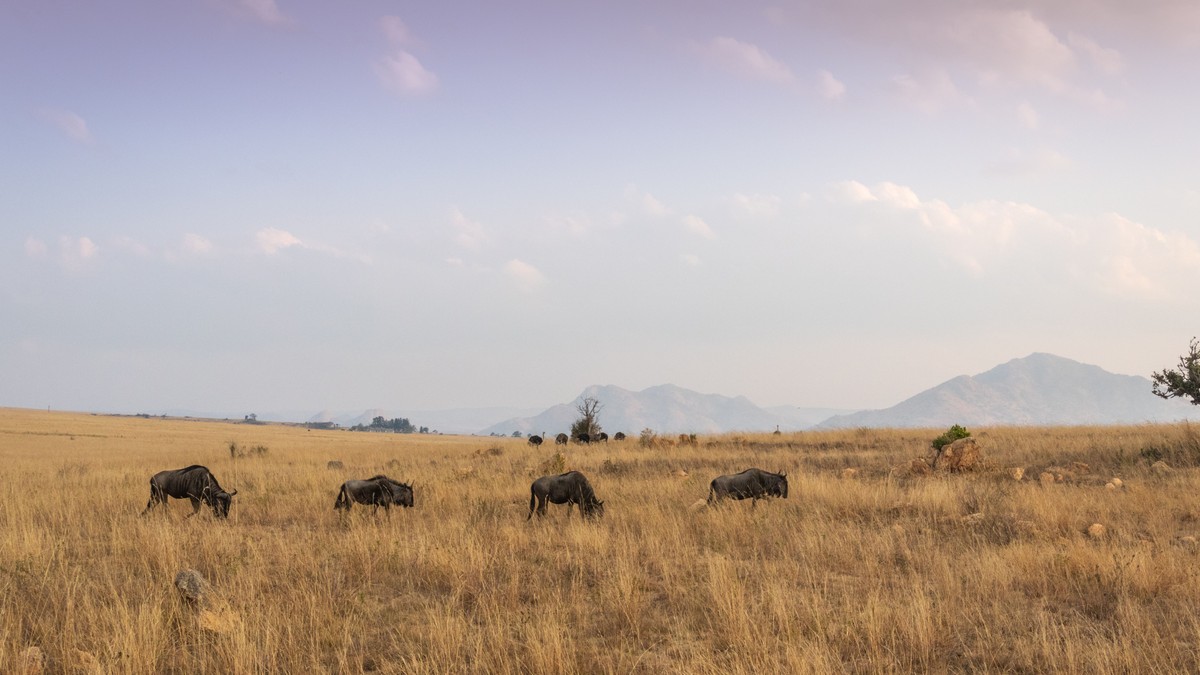 Best Camera Lens for a Kenya Safari: A Packing Guide - photo 1