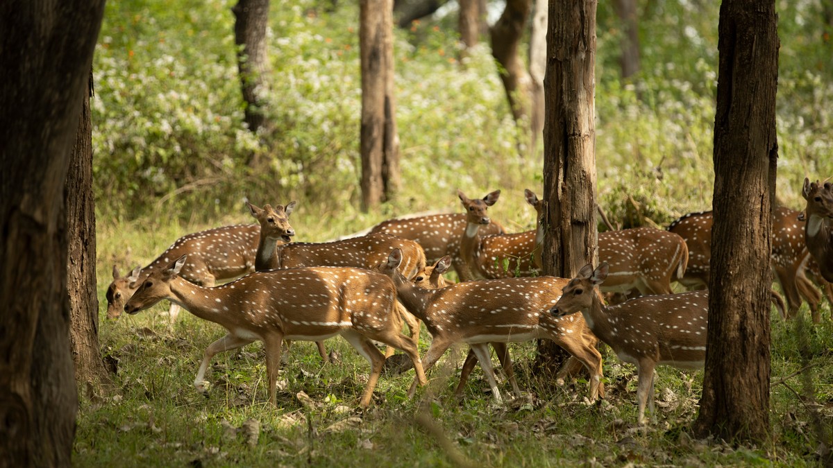 Best Conservancy Cheetah Leopard Photography Guide - photo 2