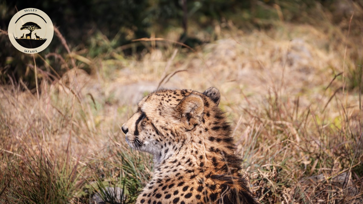 Best Daypack for Safari Game Drives in Kenya