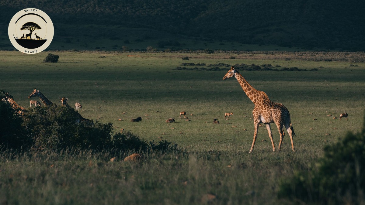 Best Daypack for Safari Game Drives in Kenya - photo 1