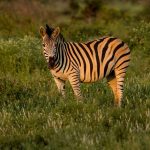 Best Insect Repellent Sunscreen for a Kenya Safari