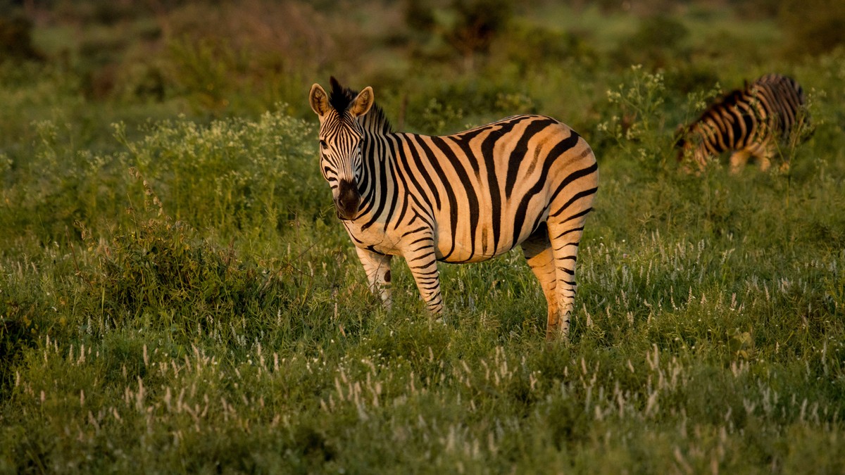 Best Insect Repellent Sunscreen for a Kenya Safari