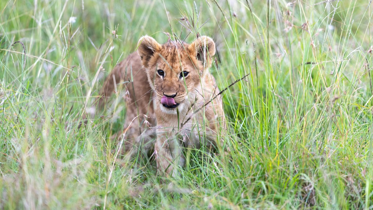 Best Insect Repellent Sunscreen for a Kenya Safari - photo 2