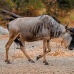 Best Kenya Safari for Gap Year Students (2026 Guide)