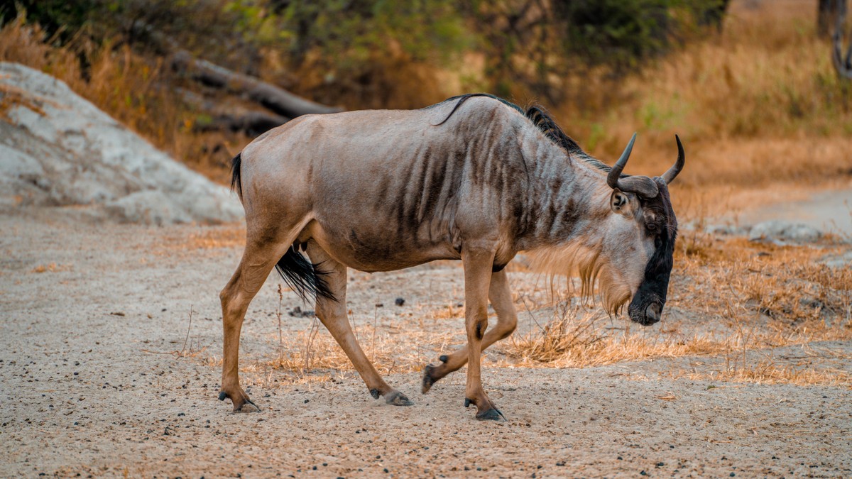 Best Kenya Safari for Gap Year Students (2026 Guide)