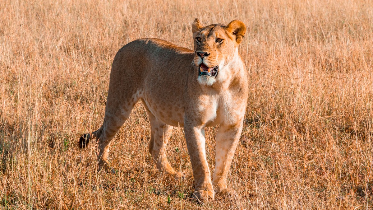 Best Kenya Safari for Gap Year Students (2026 Guide) - photo 1
