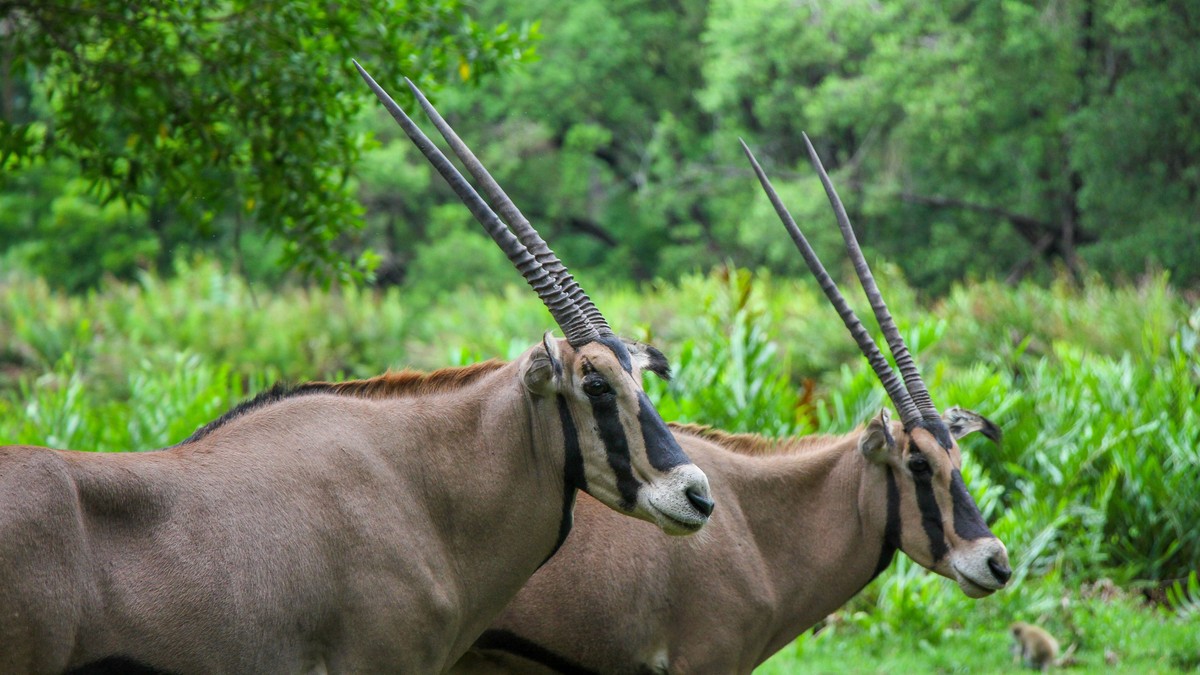 Best Kenya Safari for Gap Year Students (2026 Guide) - photo 2