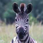 Best Parks for a Second Kenya Safari After the Mara