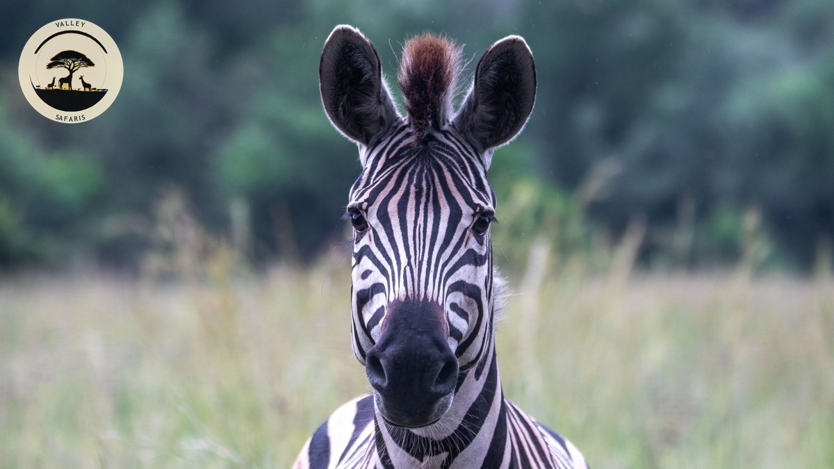 Best Parks for a Second Kenya Safari After the Mara