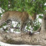 Best Places to Spot Leopards on a Kenya Safari