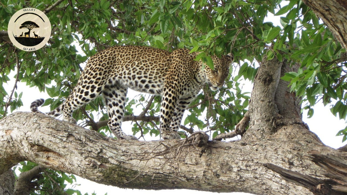Best Places to Spot Leopards on a Kenya Safari