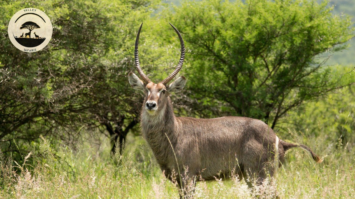 Best Places to Spot Leopards on a Kenya Safari - photo 1