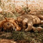 Best Safari Lodges for Teenagers in Kenya (2026)