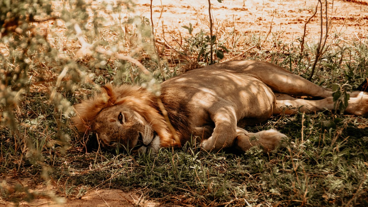 Best Safari Lodges for Teenagers in Kenya (2026)