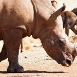 Best Telephoto Lens for Safari: A Kenya Guide