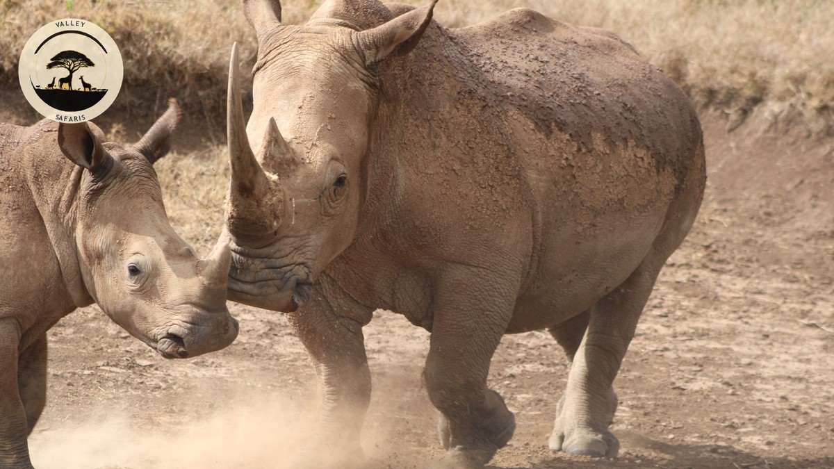 Best Telephoto Lens for Safari: A Kenya Guide - photo 2