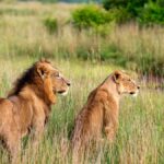 Big Five vs Little Five Safari Kenya: Full Guide