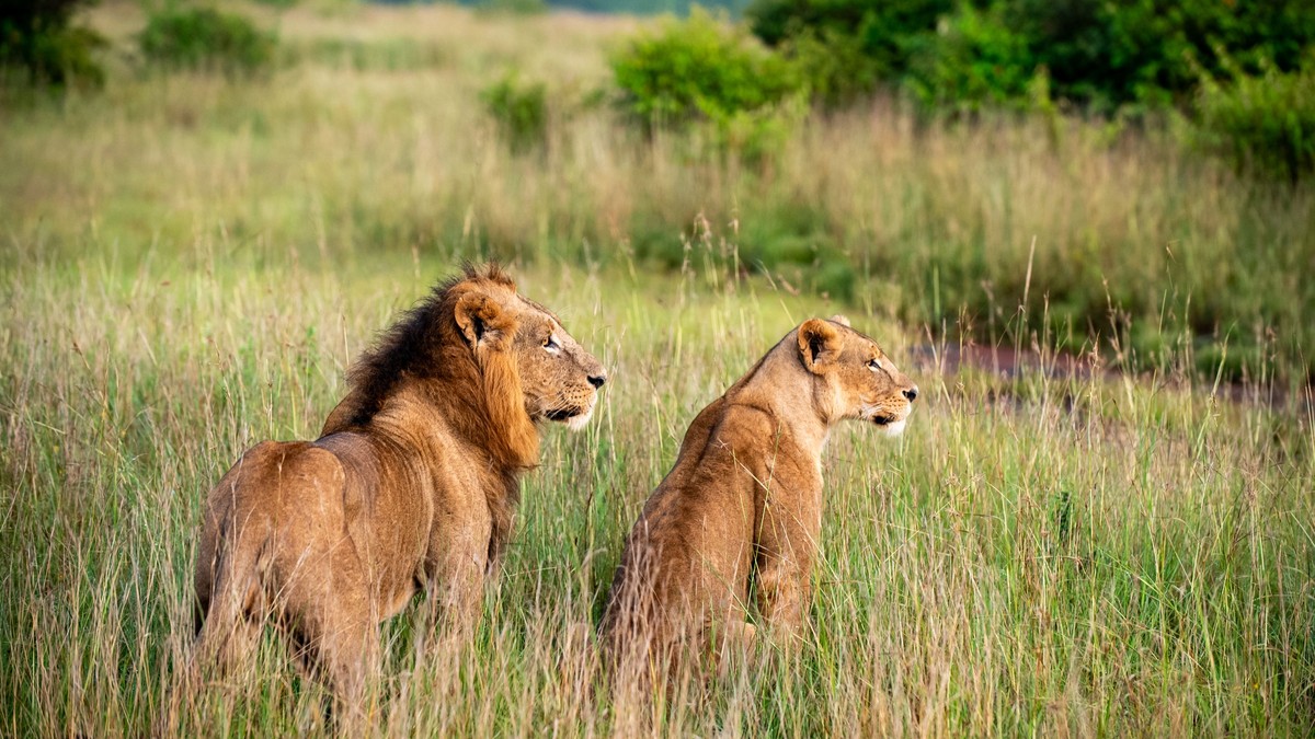 Big Five vs Little Five Safari Kenya: Full Guide