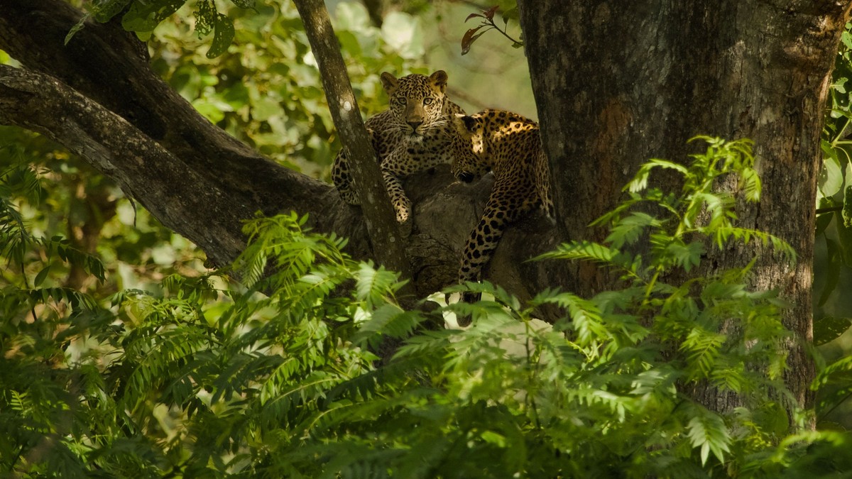 Big Five vs Little Five Safari Kenya: Full Guide - photo 1
