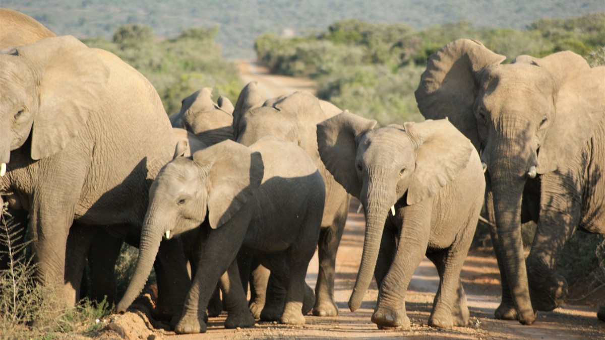 Big Five vs Little Five Safari Kenya: Full Guide - photo 2