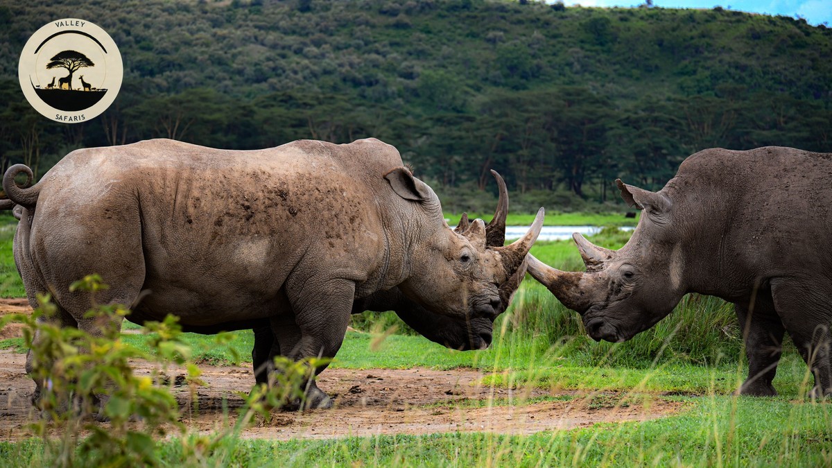 Black Rhino vs White Rhino Differences: A Field Guide