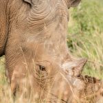 Black Rhino vs White Rhino: Kenya ID Guide