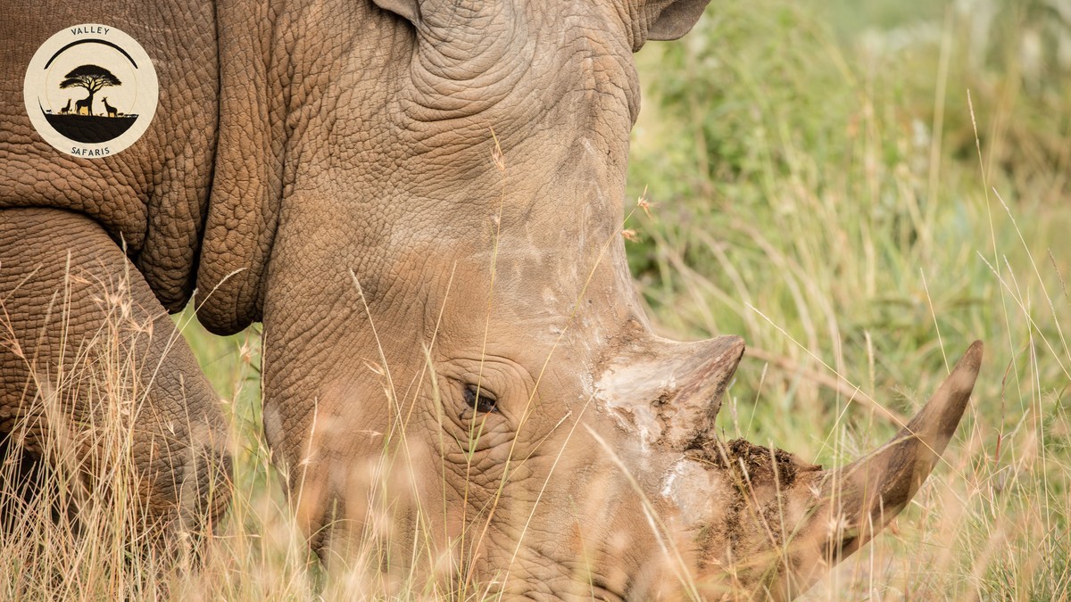 Black Rhino vs White Rhino: Kenya ID Guide