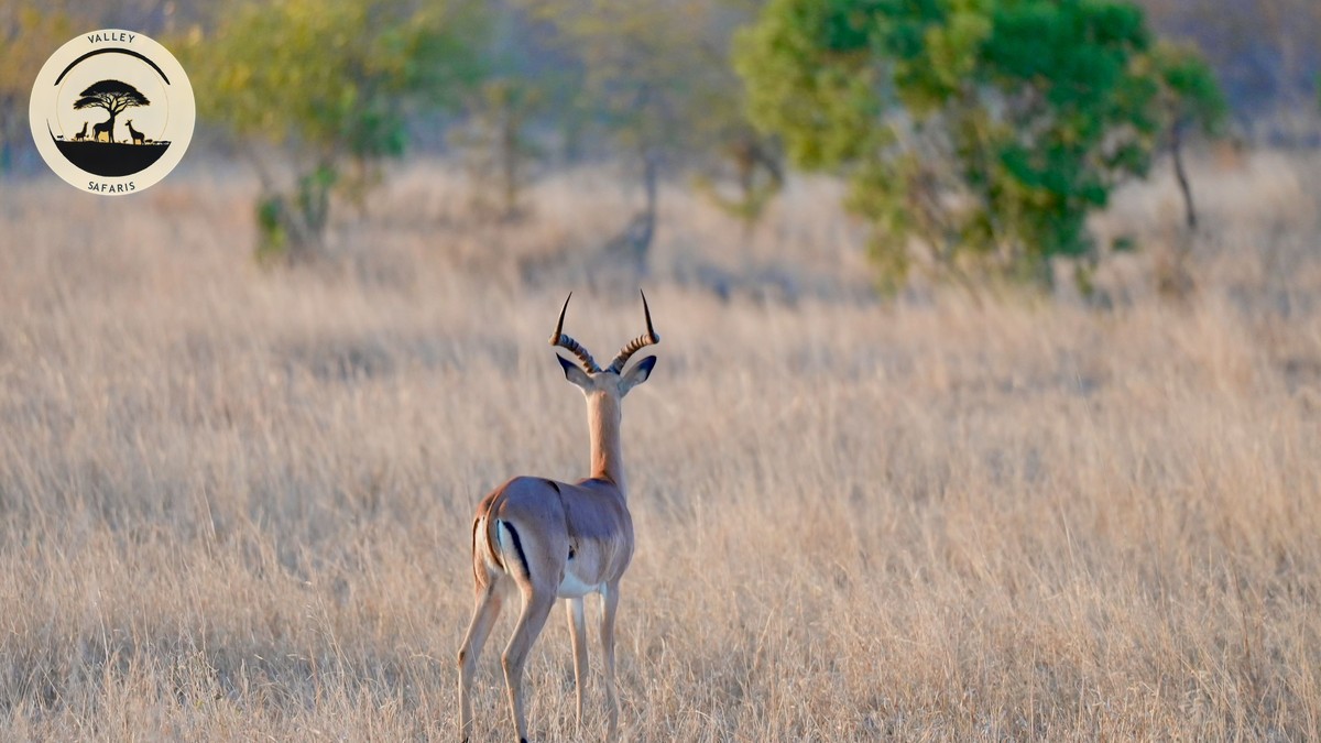 Black Rhino vs White Rhino: Kenya ID Guide - photo 2